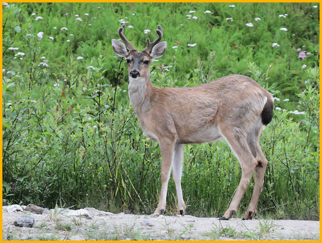 Sitka Black-tailed Deer