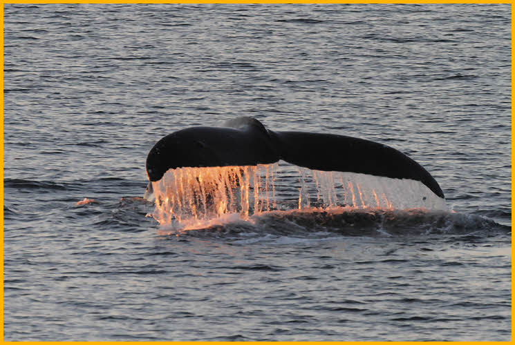 Humpback Whale's Tail