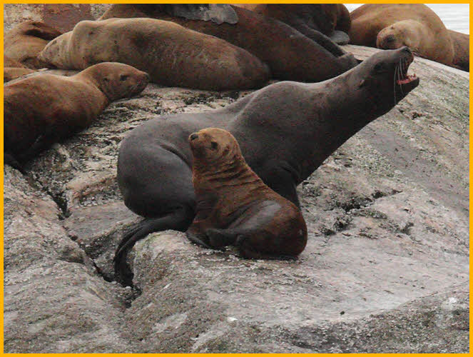 Steller Sea Lion and Pup