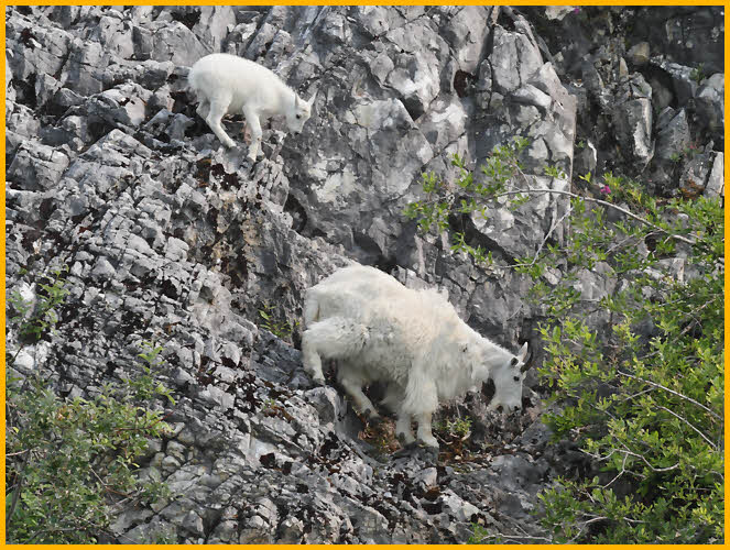 Mountain Goat, Nanny and Kid