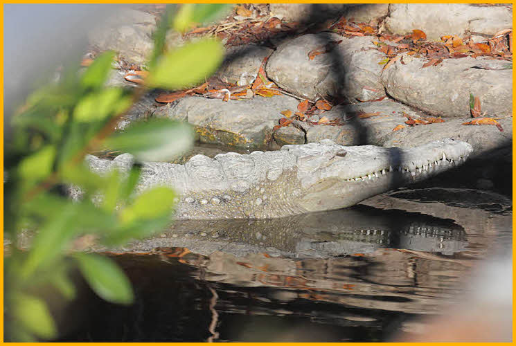 American Crocodile