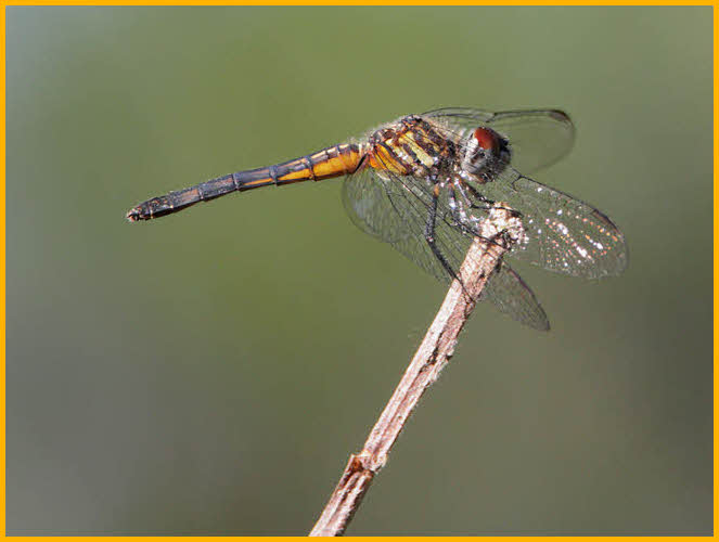 Damselfly