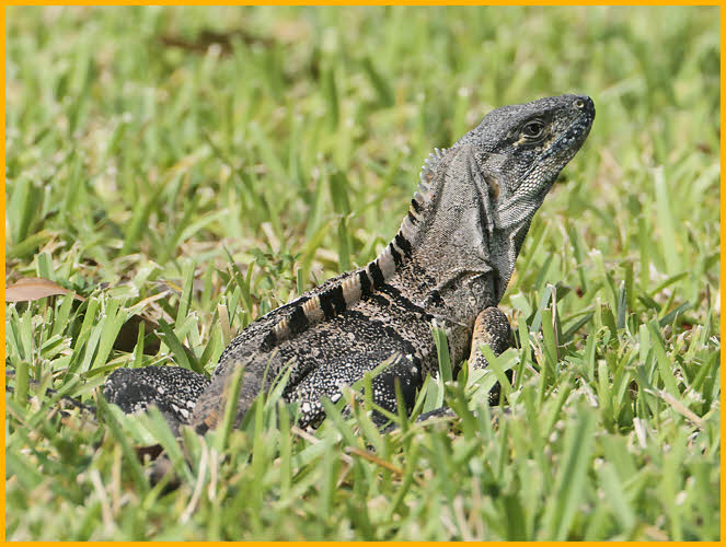 Mexican Spiney Tail Iguana