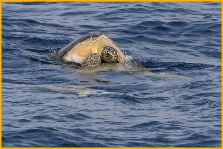 Green Sea Turtles