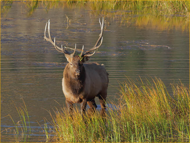 Bull Elk