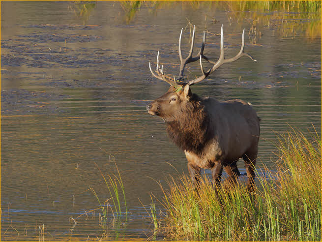 Bull Elk