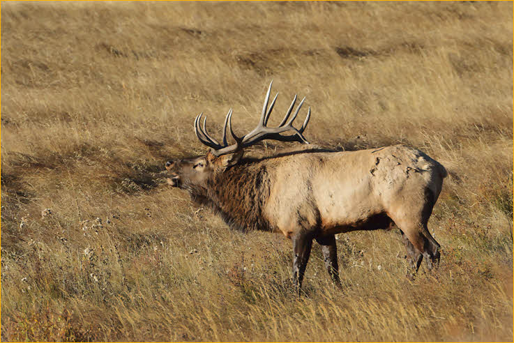 Bull Elk Bugling