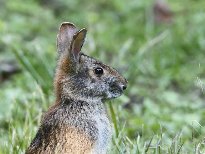 Swamp Rabbit