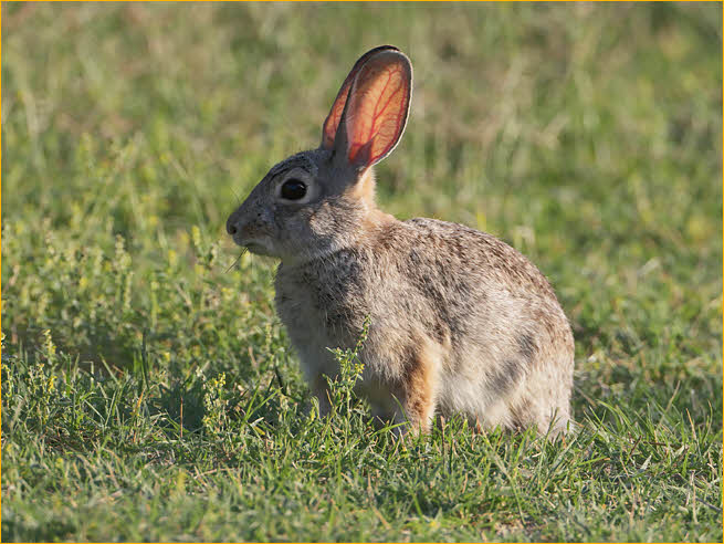 Desert Cottontail