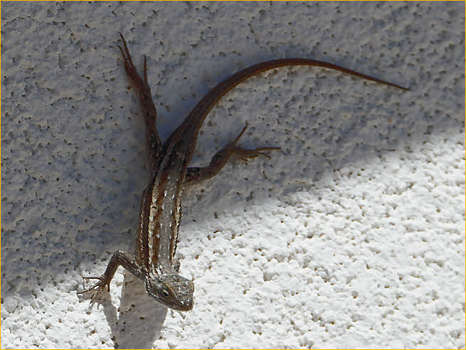Southwestern Fence Lizard