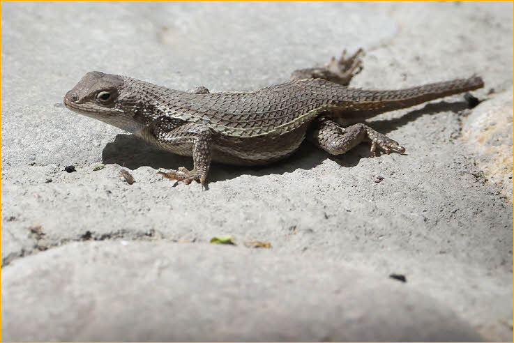 Striped Plateau Lizard