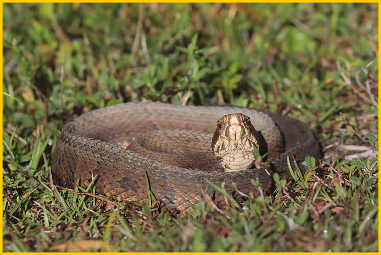 Snake