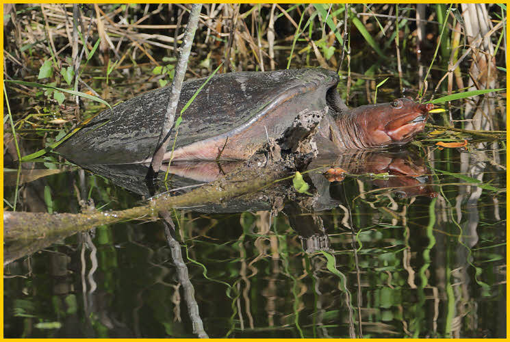 Florida Softshell