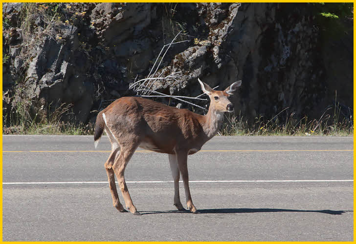 Black-tailed Deer