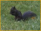 Black Squirrel