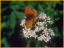 Meadow Fritillary Butterfly