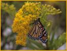Monarch Butterfly on Goldenrod