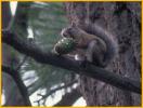 Abert's Squirrel with Pine Cone