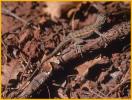 Common Sagebrush Lizard