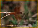 Flame Skimmer Dragonfly