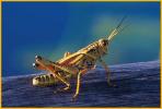 Eastern Lubber Grasshopper