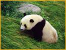 Young Panda