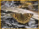 Buckeye Butterfly