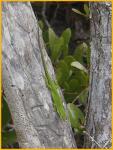 Green Anole