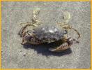 Lady Crab