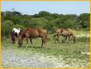 Assateague Ponies