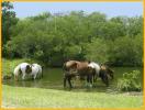 Assateague Ponies