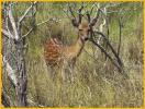 Sika Deer
