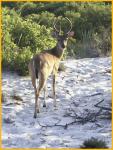 White-tailed Deer Buck
