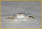 Ghost Crab