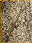 Brown Anole