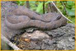 Brown Water Snake