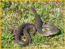 Speckled King Snake