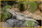 Sonoran Spiny-tailed Iguana