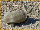 Desert Tortoise