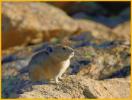 American Pika