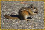 Colorado Chipmunk
