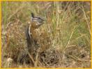 Unita Chipmunk