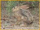 Black-tailed Jackrabbit