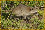 Baby Common Raccoons