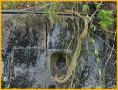 Yellow Rat Snake