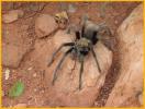 Tarantula