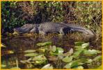 American Alligator