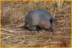 Nine-banded Armadillo