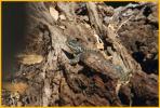 Mountain (Yarrow's) Spiny Lizard