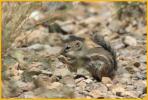 Harris' Antelope Ground Squirrel